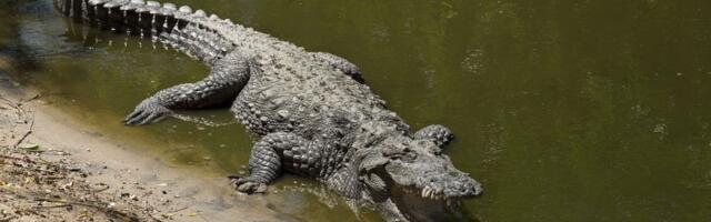 NIJE IMAO ŠANSE DA PREŽIVI Skočio u reku da pobegne slonovima, a tamo ga sačekala KRVOLOČNA ZVER