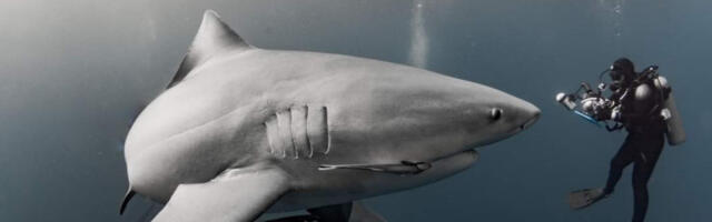 Ajkule na kokainu krstare Bahamima, kod nekih našli i diklofenak