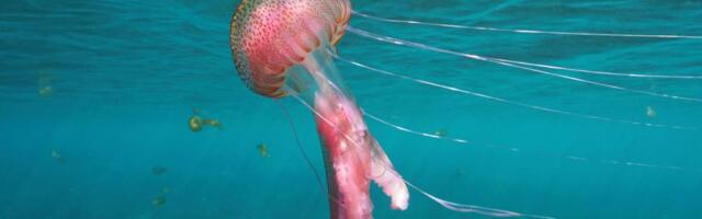 Neverovatna invazija meduza na Jadranu, jedan grad posebno u panici: "Mogli ste prepešačiti, a da ne potonete!"