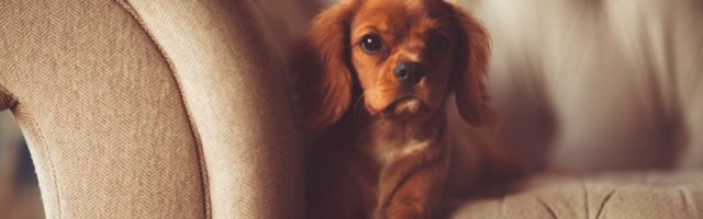 DA LI I KUĆNI LJUBIMCI MORAJU DA PRIME VAKCINU PROTIV KORONE ? Naućnici su došli do važnih saznjanja!