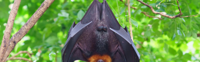 Stručnjaci otkrili sedam novih koronavirusa u afričkim slepim miševima