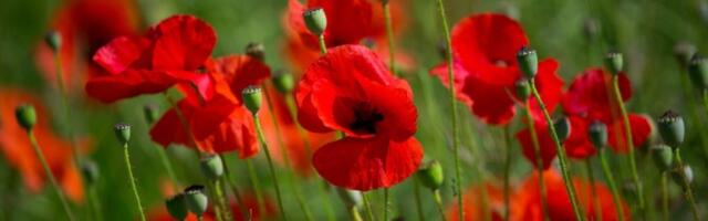 Cveće koje donosi blagostanje porodici! Posadite ga i sreća će pokucati na vaša vrata (FOTO)