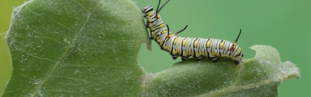 Jeftin trik od 50 dinara briše gusenice iz dvorišta za dan! Ono što vam treba imate KOD KUĆE