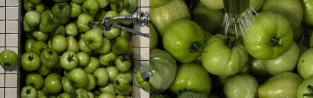 Kako se pravi zimnica: Recepti za kisele krastavce, paradajz, papriku i karfiol