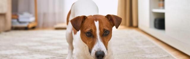 Ljubimci ljudima sve više postaju modni detalj: "Svakoga dana viđamo pse koji se ne šetaju samostalno, već ih vlasnici voze u kolicima"