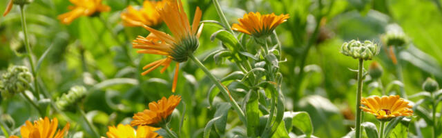 Neven donosi dobru zaradu: Postao je jedna od majtraženijih sirovina, koristi se još od antičkog doba