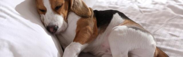 Spavate sa psom u krevetu? Evo kako to zapravo utiče na vas