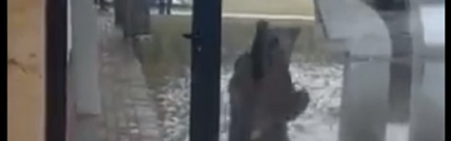 Mečka sa dva mečeta zalutala u grad, Milosav i Dragutin je ubili, a onda je počeo haos!