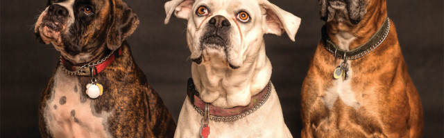 Slike slatkih ljubimaca na Tinder aplikaciji za muvanje