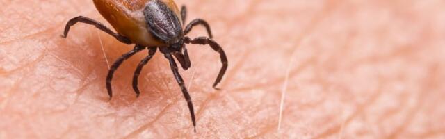 Hitno oglašavanje lekara: U Srbiji potvrđen prvi slučaj alergije na crveno meso izazvane ubodom opasnog parazita