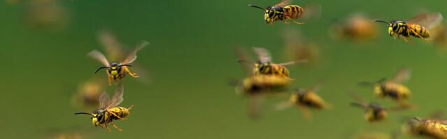 U STRAHU OD AGRESIVNIH OSA Građani prijavljuju napade, a naučnici objašnjavaju UZROKE takvog ponašanja