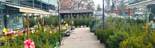 APEL ZELENILA BEOGRAD: Za Novu godinu i Božić kupujte jelke sa busenom! Ne bacajte, posadite!