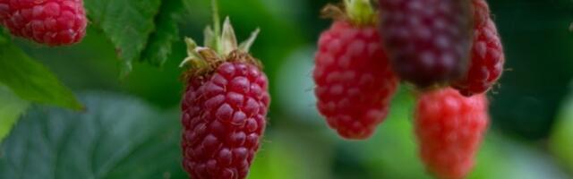 PROPAO TRANSFER  IZ BANGLADEŠA I PAKISTANA Stranci nisu brali ariljske maline