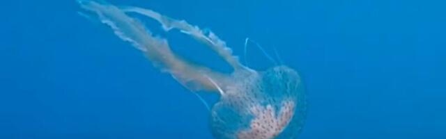 OMILJENO LETOVALIŠTE SRBA NA UDARU MEDUZA: Meštani i turisti u panici!