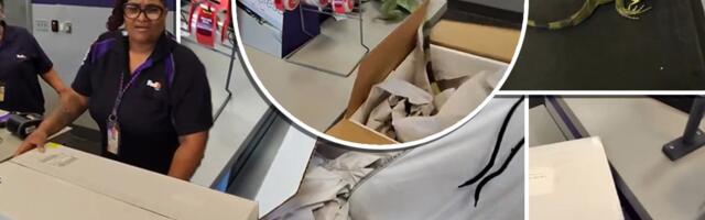 Pošiljka izazvala džumbus u FedEksu: Primalac otvorio paket, zaposleni popadali kad su videli ko je unutra
