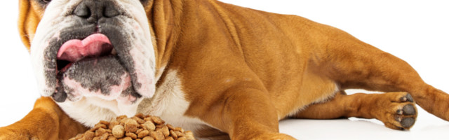 Da li znate kako bi trebalo da izgleda pravila ishrana vašeg psa, neophodno je da obratite pažnju na jednu važnu stvar!