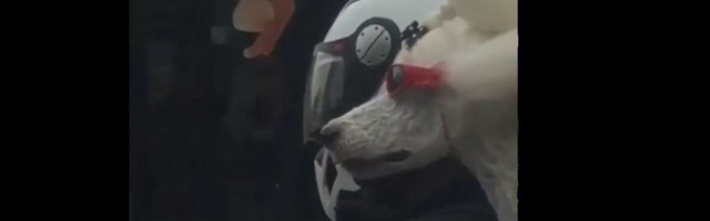 Svi dele video Beograđanina i njegovog ljubimca i nema šanse da i vama ne popravi raspoloženje