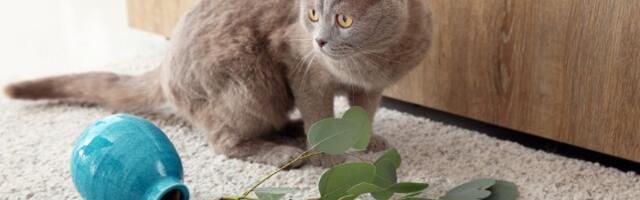 Evo zbog čega mačke guraju stvari i kako da ih u tome zaustavite