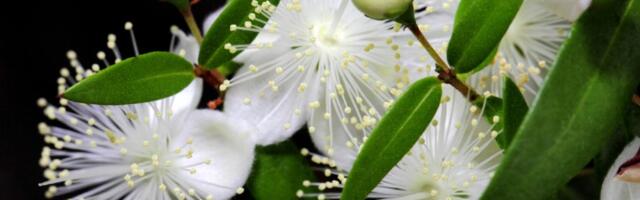 Biljka koju zovu "GRANČICA IZ RAJA" donosi neverovatnu sreću, ali to nije sve (FOTO)