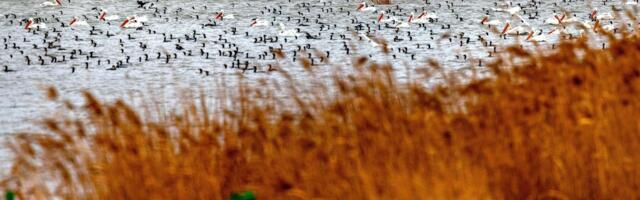 Dojran pun života: Kiša podigla jezero, ptice preplavile obalu