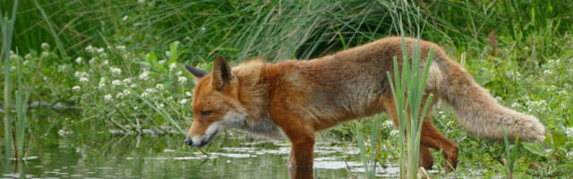 Лисица „слепи путник” прешла Атлантик: из Саутемптона бродом стигла до Њујорка