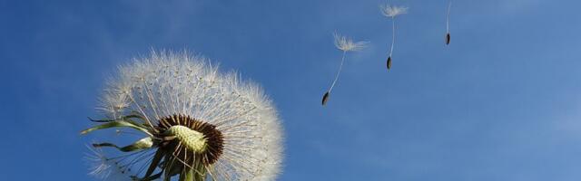 I danas sunčano i vetrovito u Novom Sadu