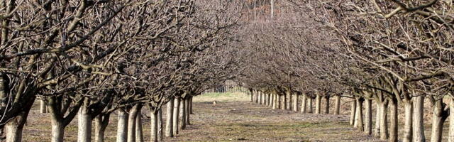 Direktor Instituta za voćarstvo o uticaju lošeg vremena na voćnjake: Najkritičnije prva i druga dekada aprila