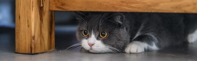 Mačka se krije čim vam neko dođe? Razlog bi vas mogao iznenaditi