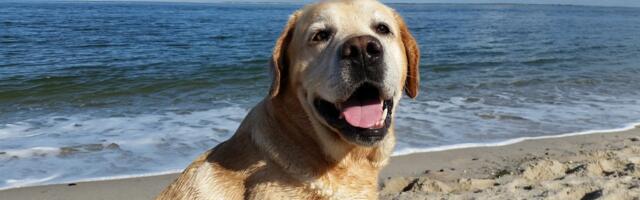 Da li je komplikovano povesti kućnog ljubimca na more?