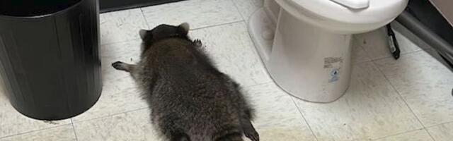 VIDEO: Rakun provalio u prodavnicu pića, napio se i onesvestio na podu toaleta