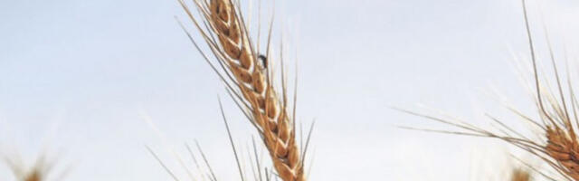 Држава уводи обавезне писане уговоре за откуп пшенице, млека, воћа