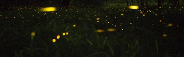 Buduće generacije u Srbiji ih možda nikad neće videti! Nekad su ih bila puna dvorišta, sad su pred izumiranjem
