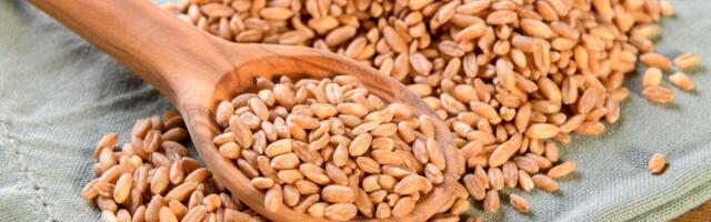 Bila je zaboravljena godinama, a sada je hit: Ova žitarica čisti creva i drži šećer pod kontrolom!