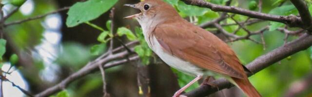 Pridružite se izletima na kojima se slušaju slavuji