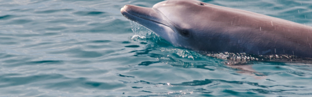 Delfin mistik donosi poklone ljudima sa dna okeana i pokušava da izvuče koristi iz toga
