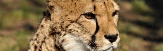 Najbrži, a preti im izumiranje: Gepardi nisu mace
