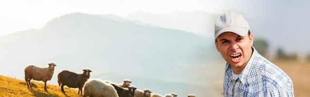 Stado ovaca popaslo 100 kg kanabisa