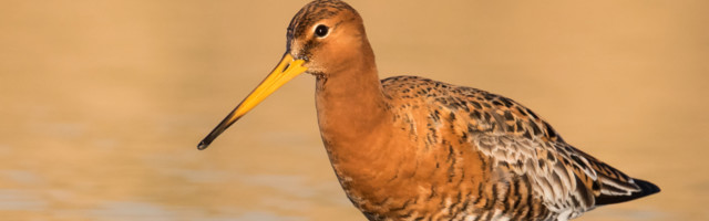 Ptica letom iznad Pacifika oborila svetski rekord