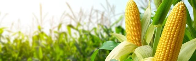 ORANICE BEZ KUKURUZA Bolja je štrudla sa makom?