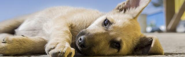 "Zahvaljujući njoj, govorimo o jednom spasenom životu": Iz šahte u Severnoj Mitrovici izvučen zarobljen pas