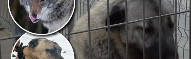 Ušli smo u odgajivačnicu NAJJAČIH PASA NA SVETU! Ovo su UBICE VUKOVA, jedna stvar nas je ostavila bez reči