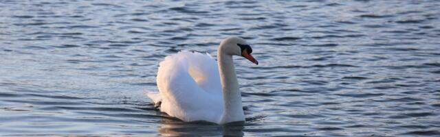 Kiša, vetar i nagli preokret: Nedelja donosi energetski pad, ali i večernje razbuđivanje