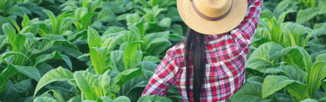 Druga strana nikotina: Može li zaista postati novi eliksir mladosti