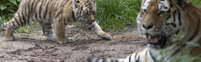 Tragedija na Tajlandu: U privatnom parku uginula 72 tigra zbog virusa kuge i loših uslova