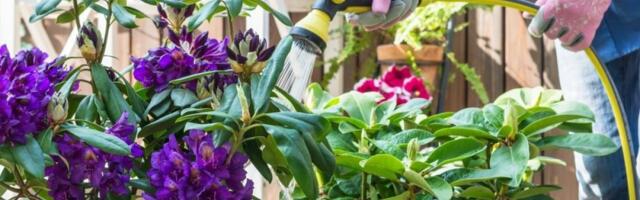 7 smrtonosnih biljaka koje su pravi sejači zla: Mnogi ih gaje u dvorištu, ne znajući kakve strahote nose sa sobom