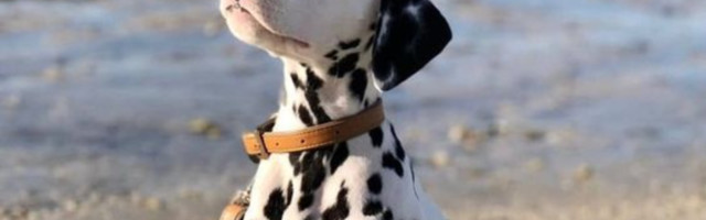 Zanimljive činjenice o dalmatincima zbog kojih ćete se još više zaljubiti u njih