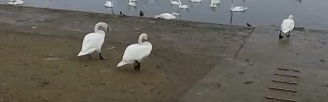 Pucao vazdušnom puškom na zakonom zaštićene bele labudove, jeziva scena, šetači zgroženi!