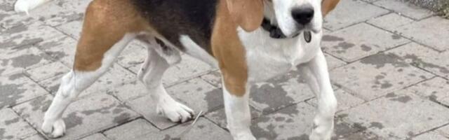 Snupi je postao teret porodici koja ga je izbacila na ulicu: Mladi bigl traži ljude koji će ga zauvek čuvati