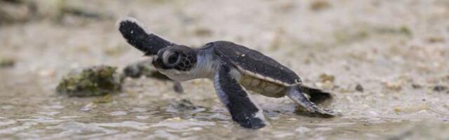 Sedam uspeha u borbi za očuvanje prirode za koje možda niste čuli u 2025.