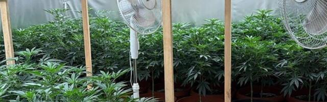 Otkrivene laboratorije i zaplenjena marihuana: Uhapšene dve osobe (FOTO)